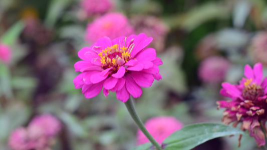 The Zinnia Blossom