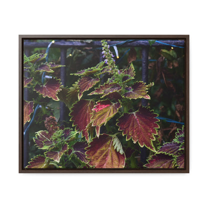 Coleus Framed Canvas Wraps