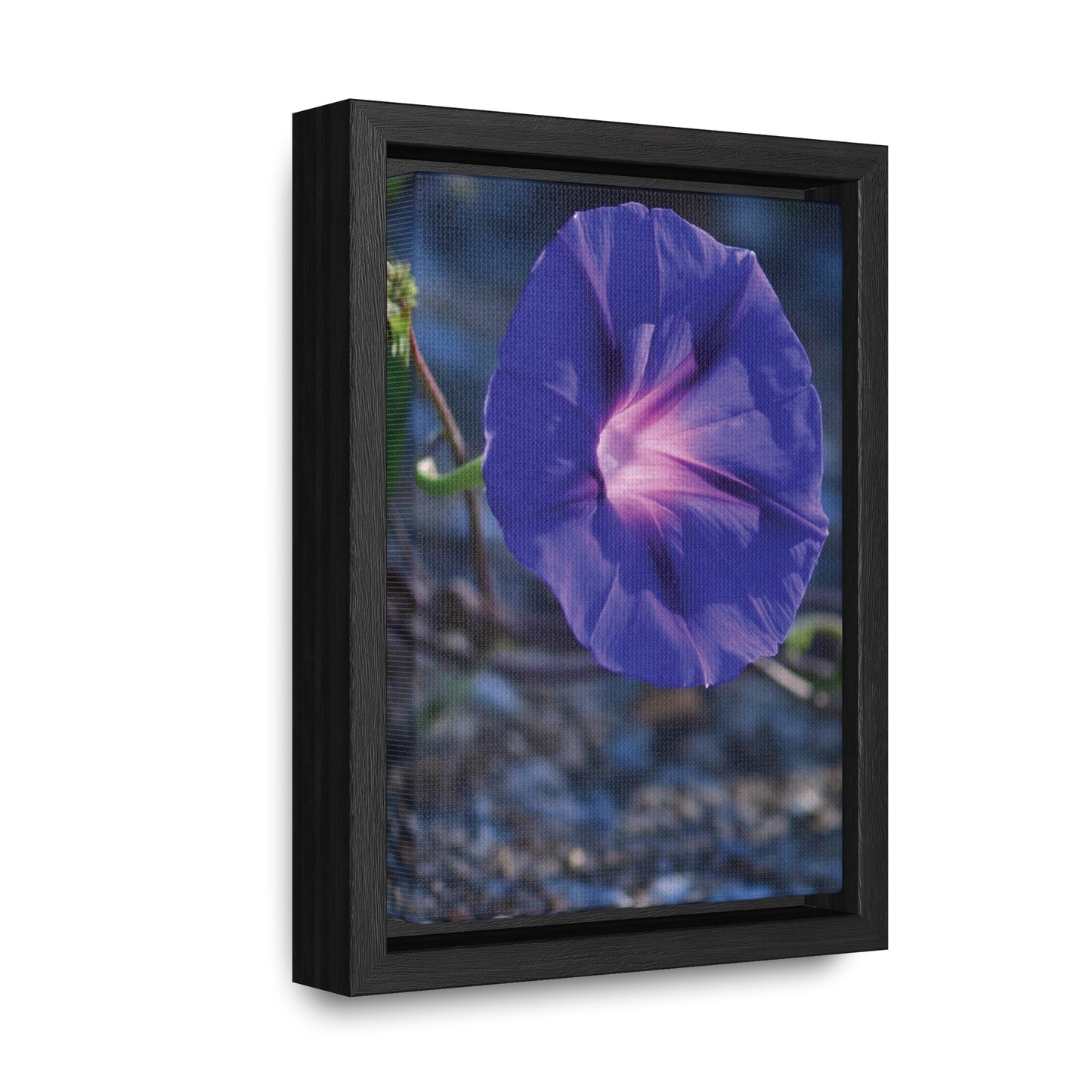 Morning Glory (Genus Ipomoea) Framed Canvas Wrap