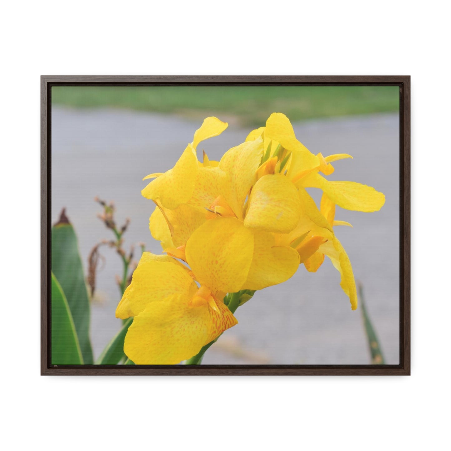 Cannova Lily Framed Canvas Wraps