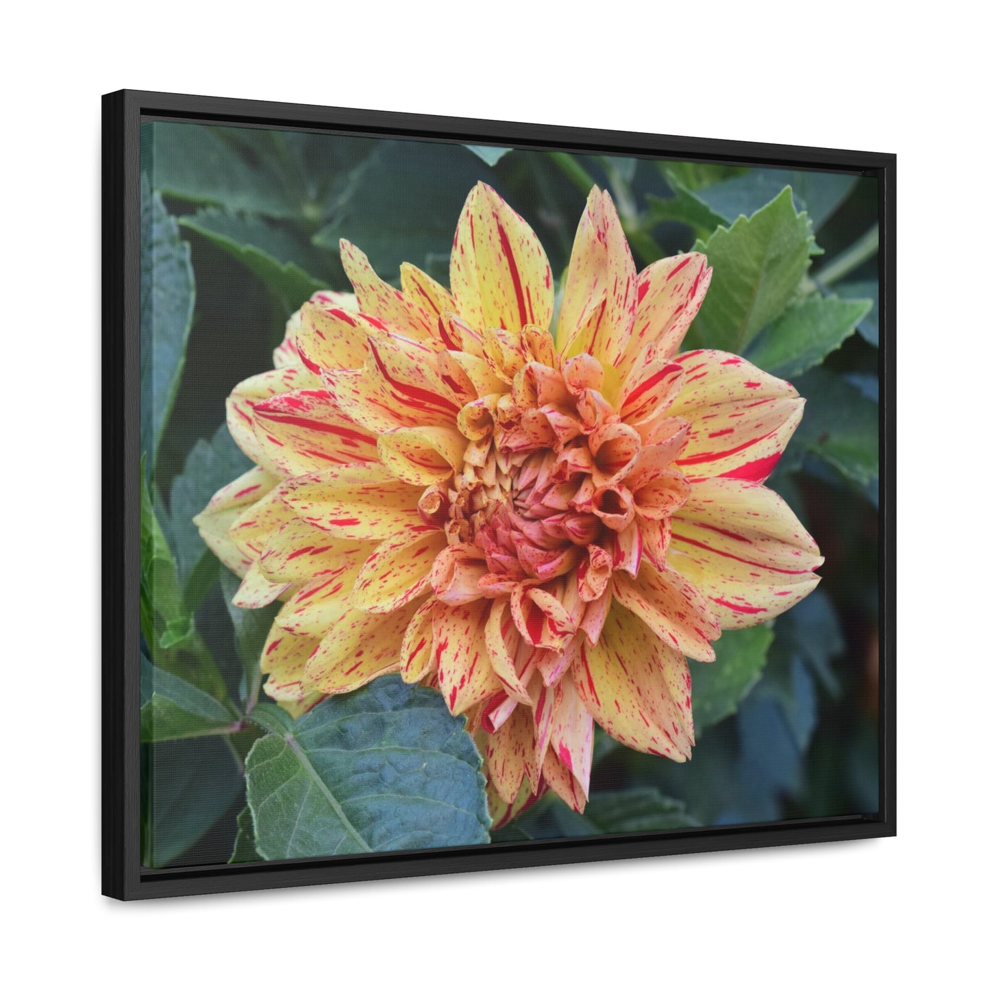 Dahlia (Striped Nagano) Framed Canvas Wraps