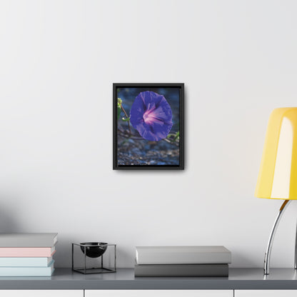 Morning Glory (Genus Ipomoea) Framed Canvas Wrap