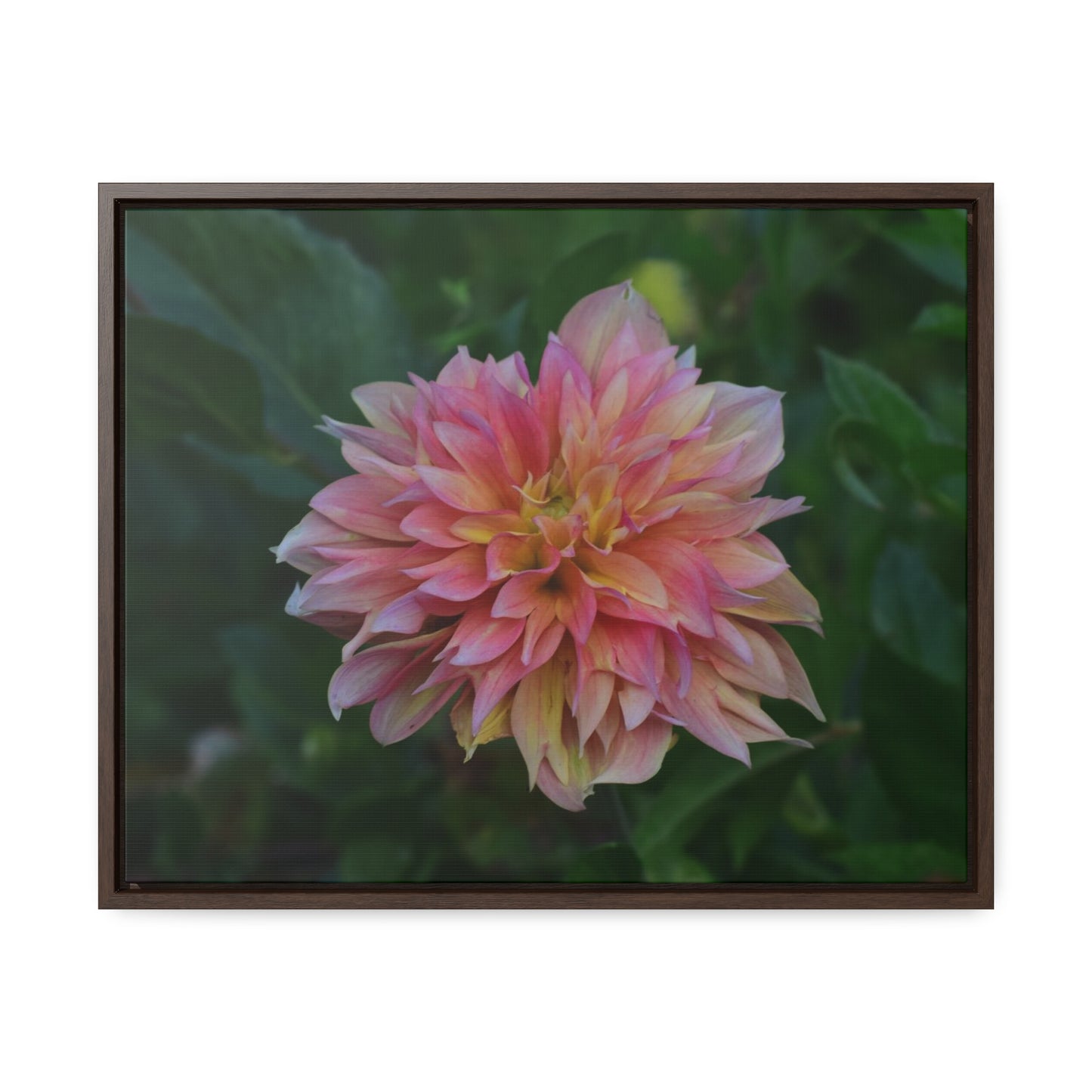 Evanah Dahlia Framed Canvas Wraps