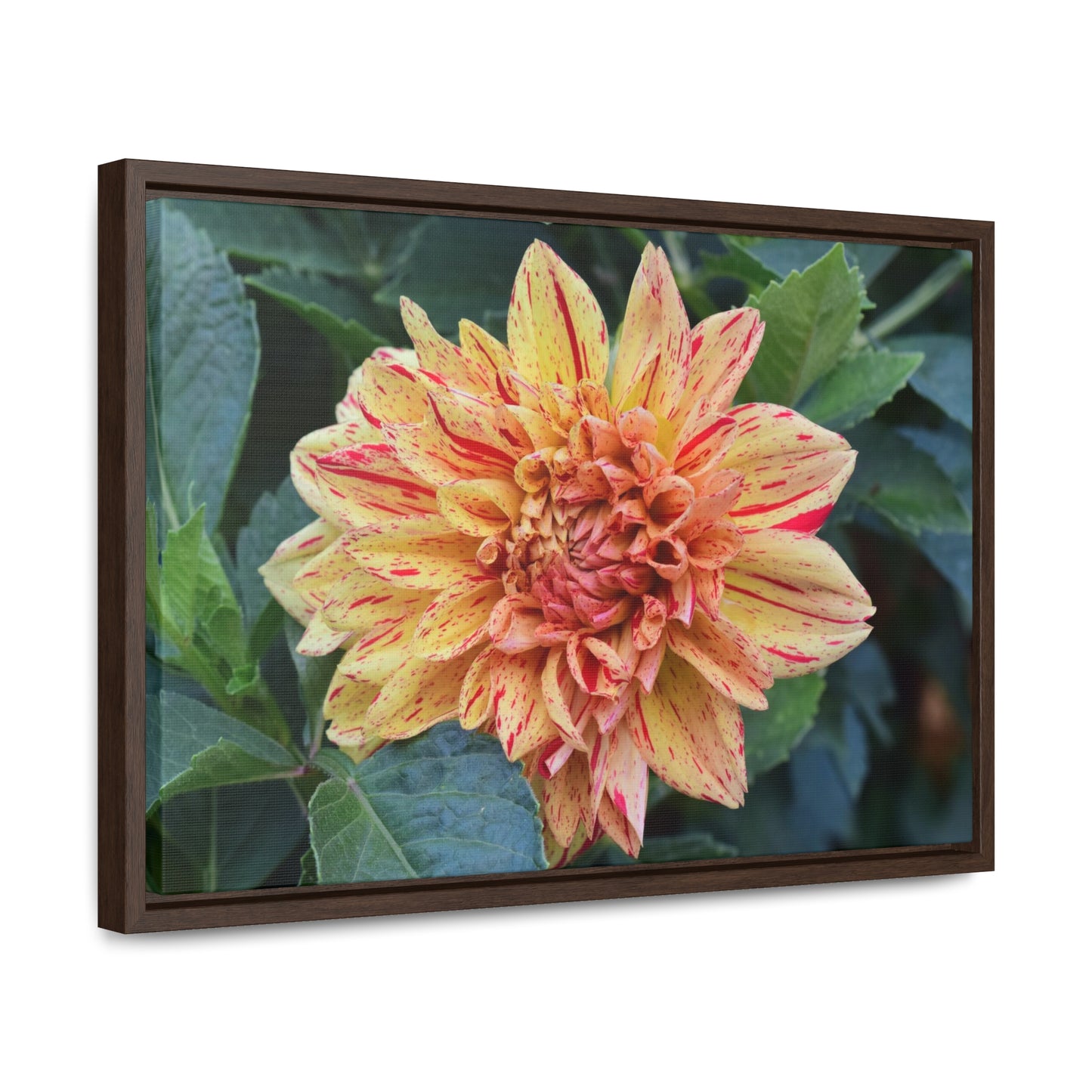 Dahlia (Striped Nagano) Framed Canvas Wraps