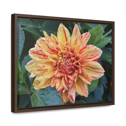 Dahlia (Striped Nagano) Framed Canvas Wraps