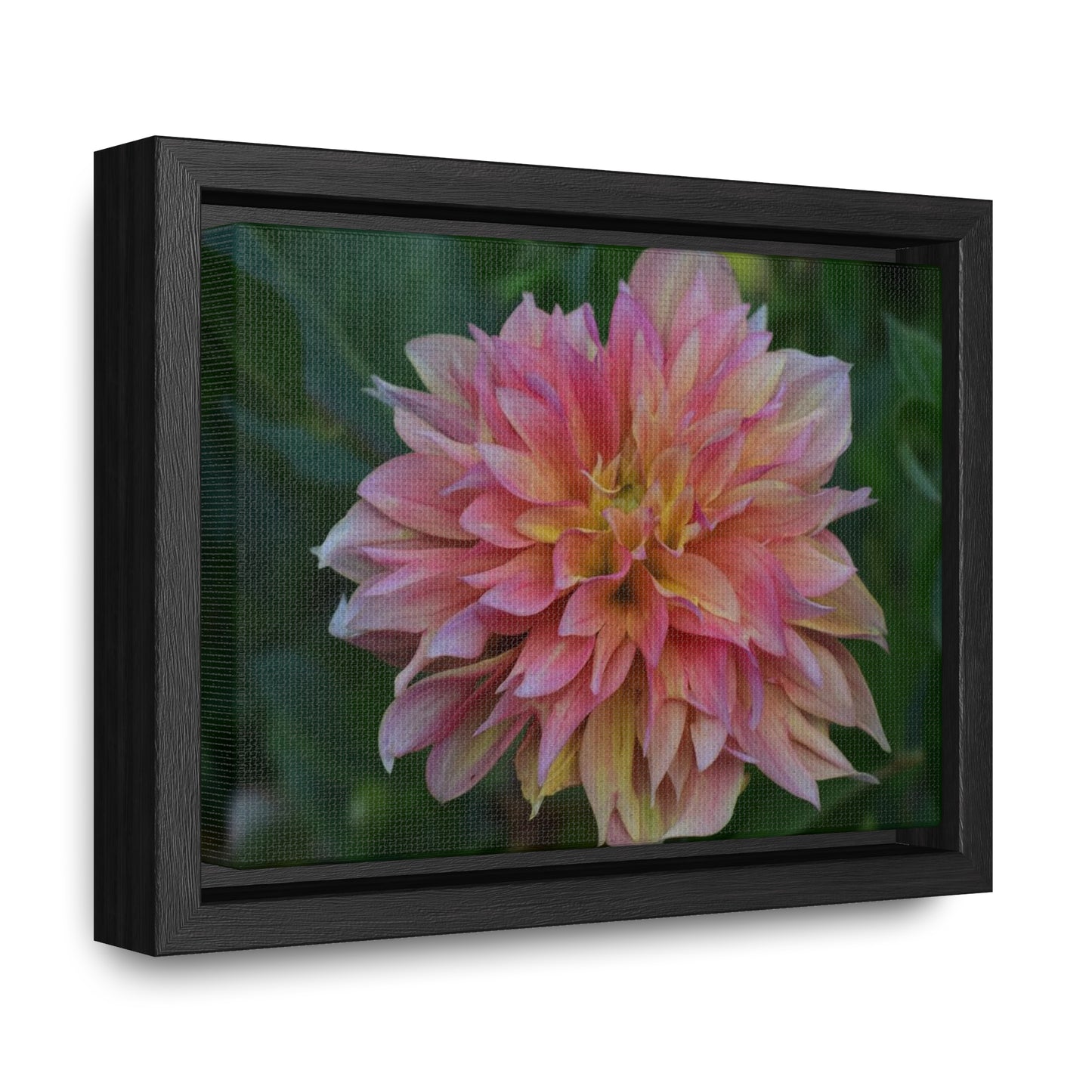 Evanah Dahlia Framed Canvas Wraps