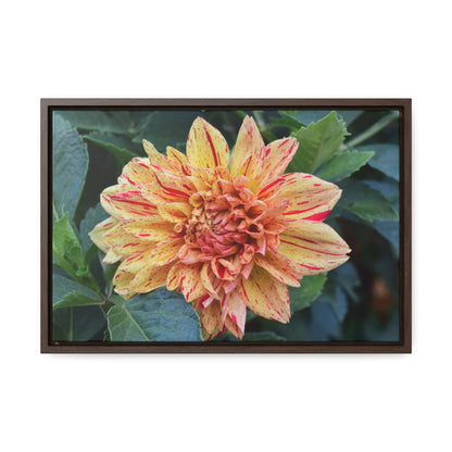 Dahlia (Striped Nagano) Framed Canvas Wraps