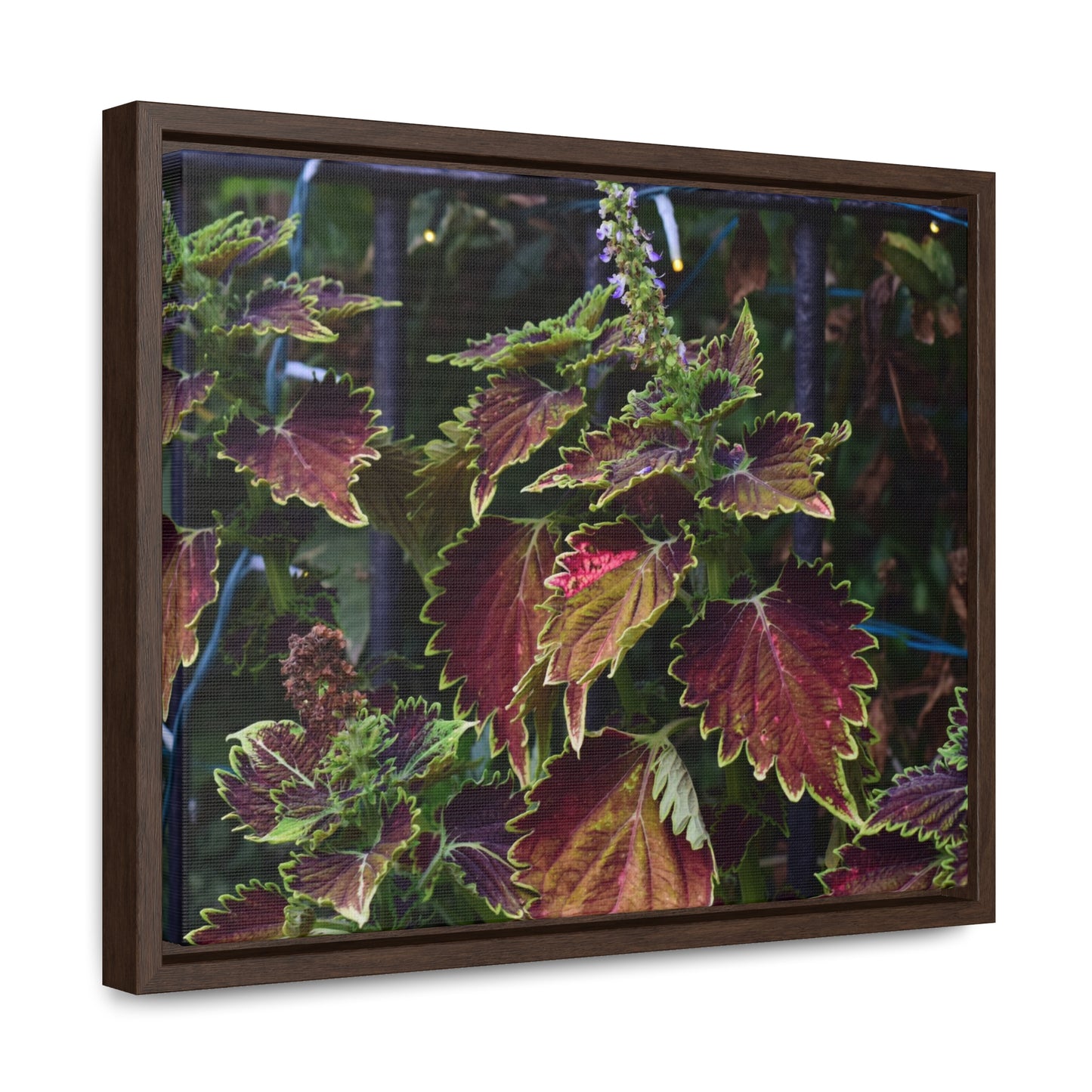 Coleus Framed Canvas Wraps