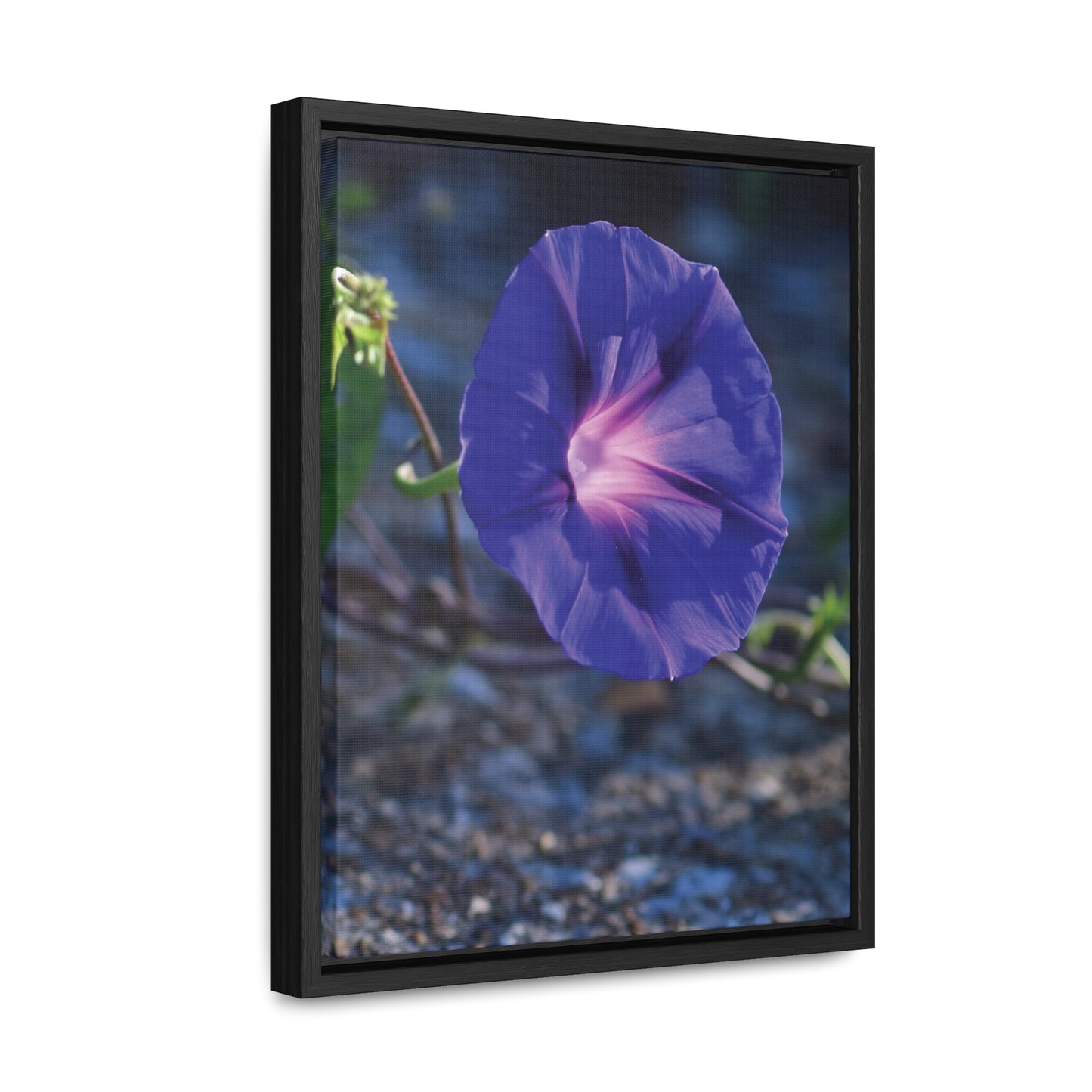 Morning Glory (Genus Ipomoea) Framed Canvas Wrap