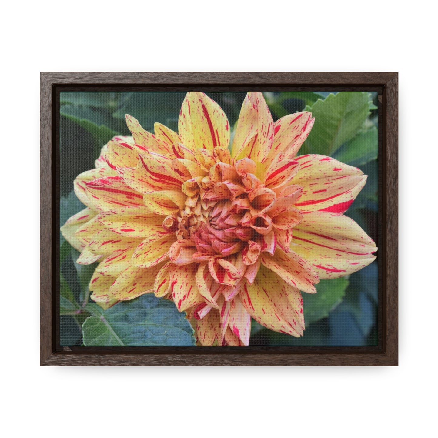 Dahlia (Striped Nagano) Framed Canvas Wraps