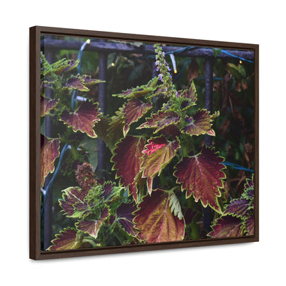 Coleus Framed Canvas Wraps