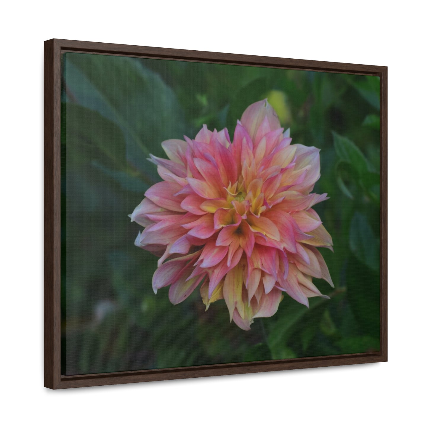 Evanah Dahlia Framed Canvas Wraps