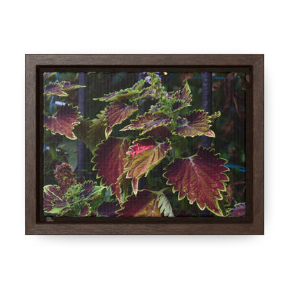 Coleus Framed Canvas Wraps