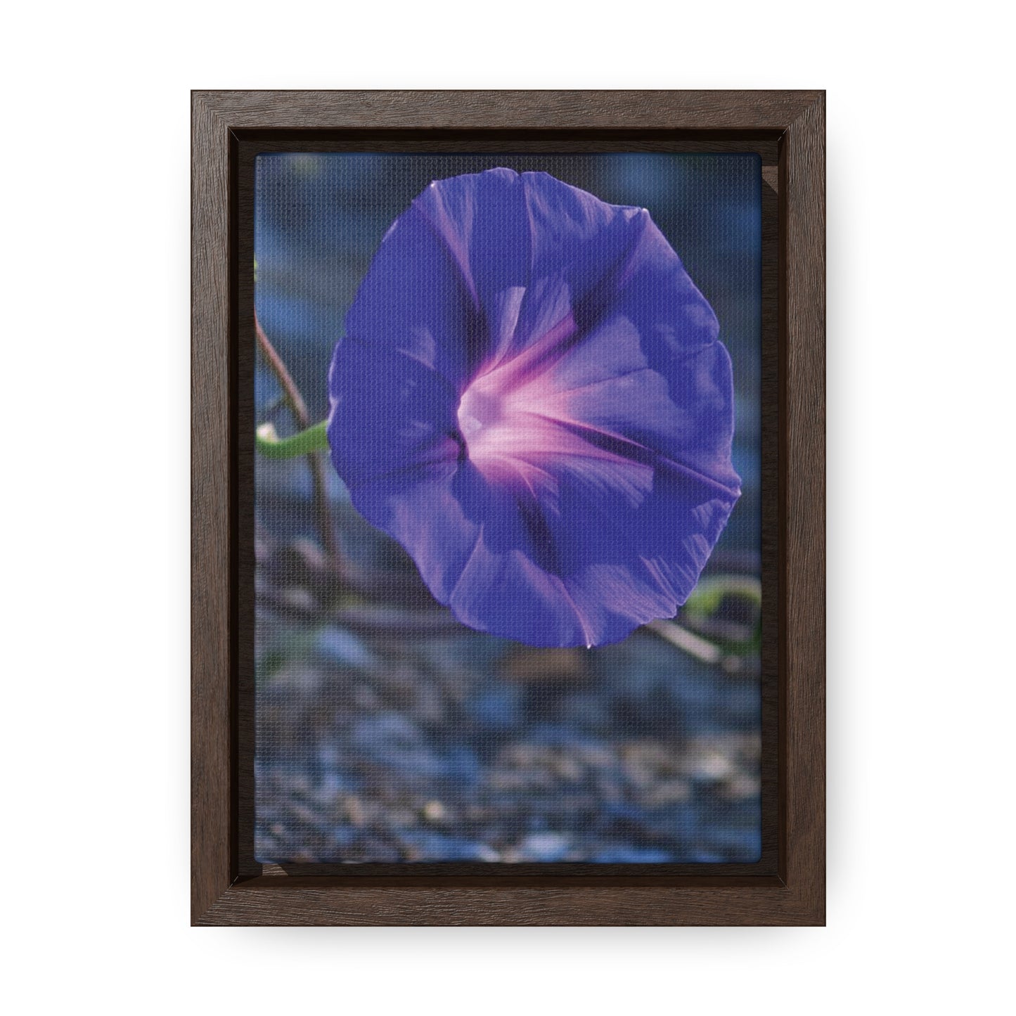 Morning Glory (Genus Ipomoea) Framed Canvas Wrap