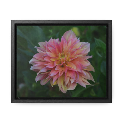 Evanah Dahlia Framed Canvas Wraps