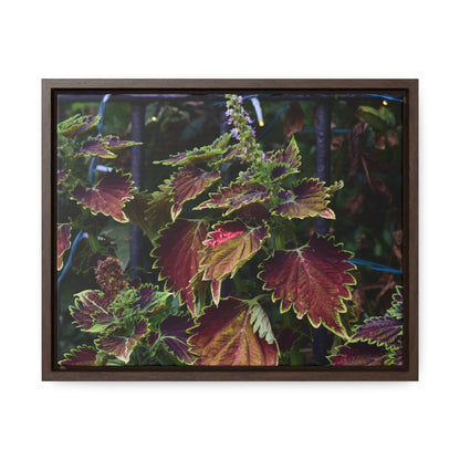 Coleus Framed Canvas Wraps