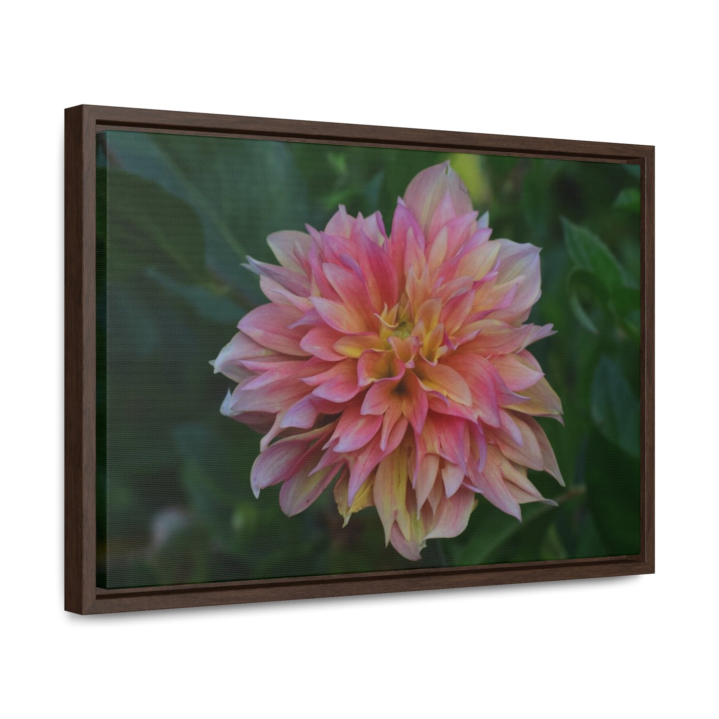 Evanah Dahlia Framed Canvas Wraps