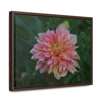 Evanah Dahlia Framed Canvas Wraps