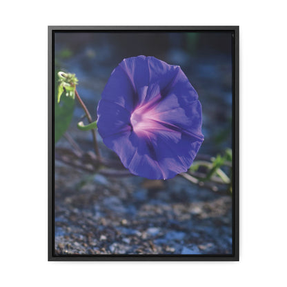 Morning Glory (Genus Ipomoea) Framed Canvas Wrap