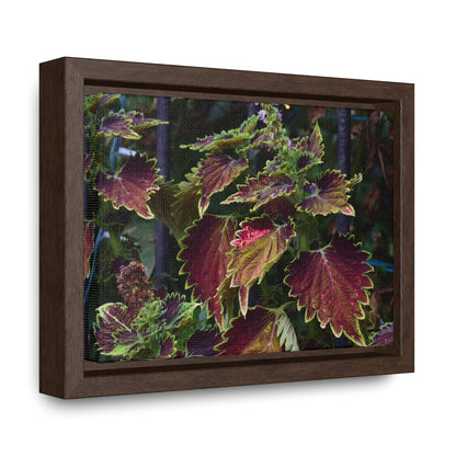 Coleus Framed Canvas Wraps