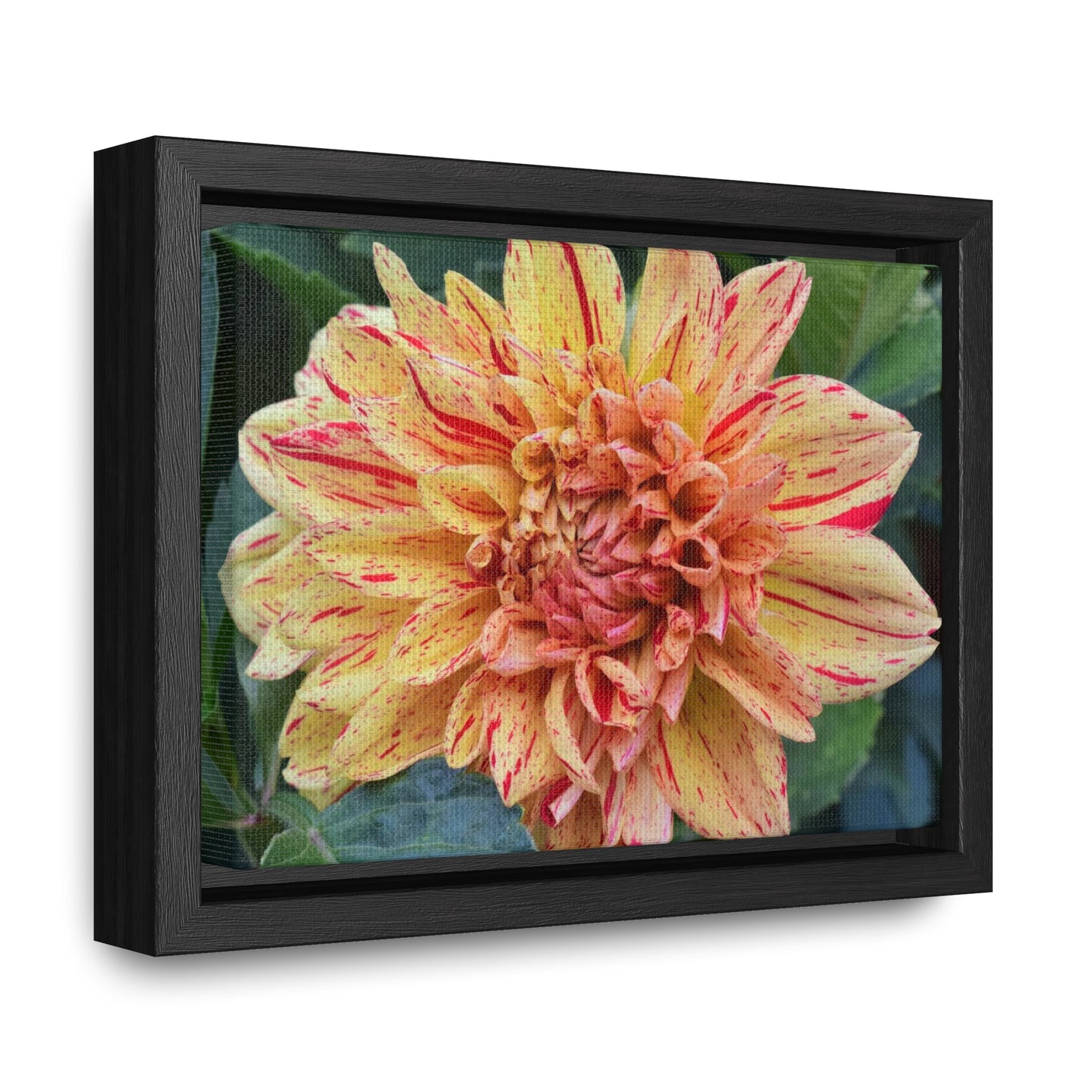 Dahlia (Striped Nagano) Framed Canvas Wraps