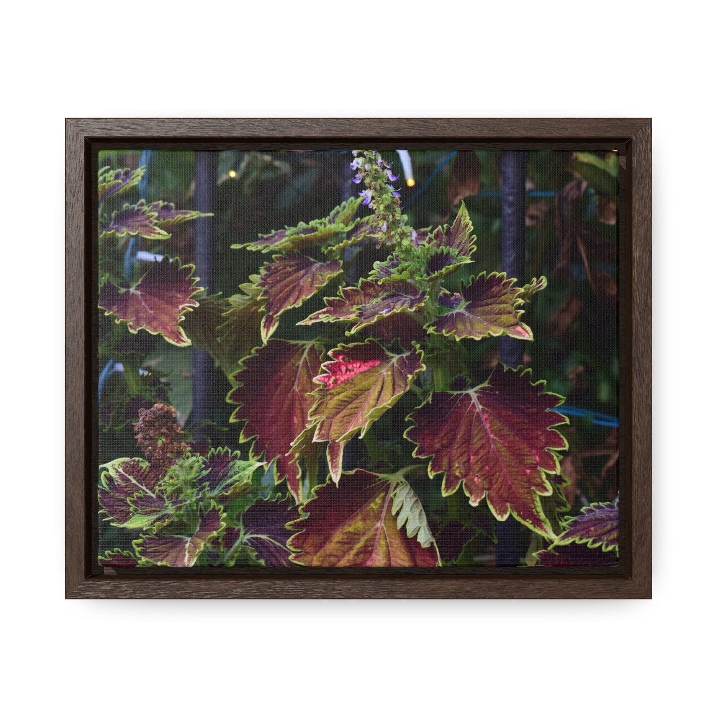 Coleus Framed Canvas Wraps