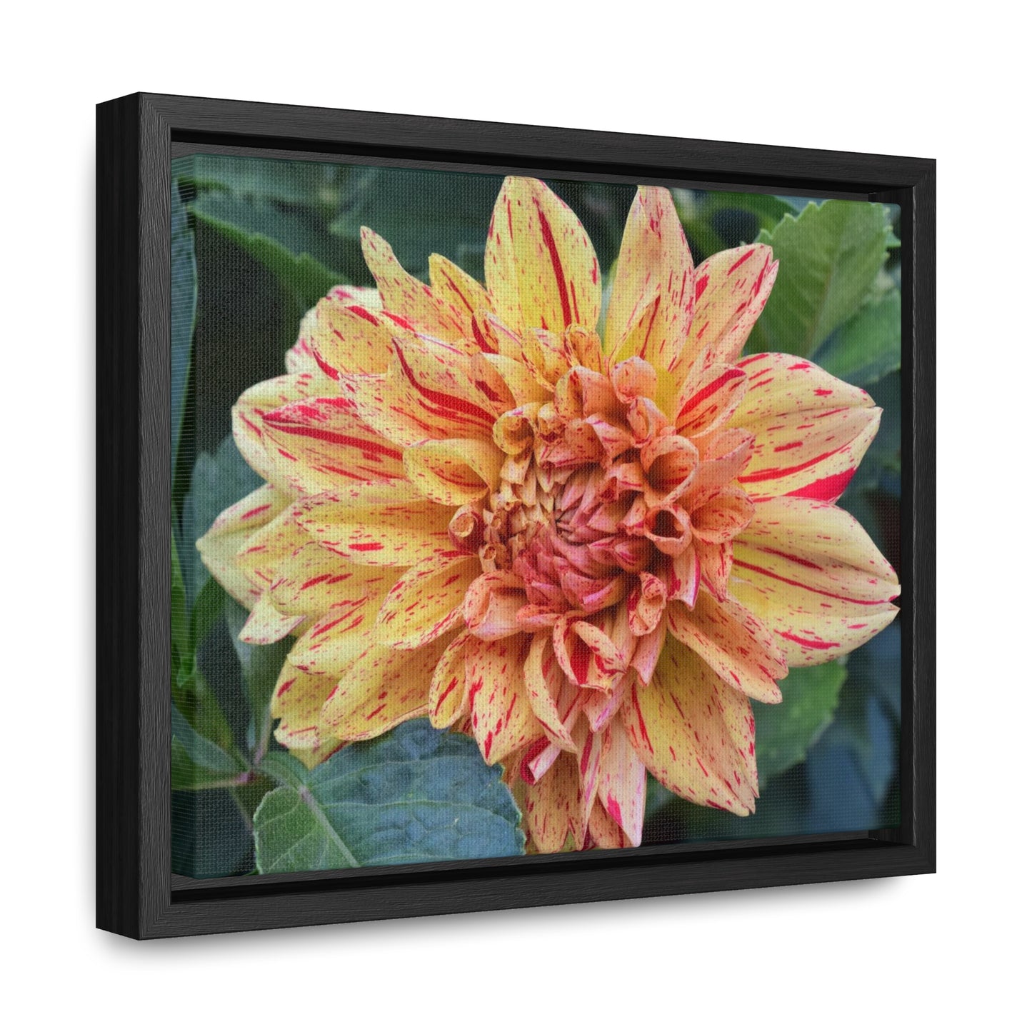 Dahlia (Striped Nagano) Framed Canvas Wraps