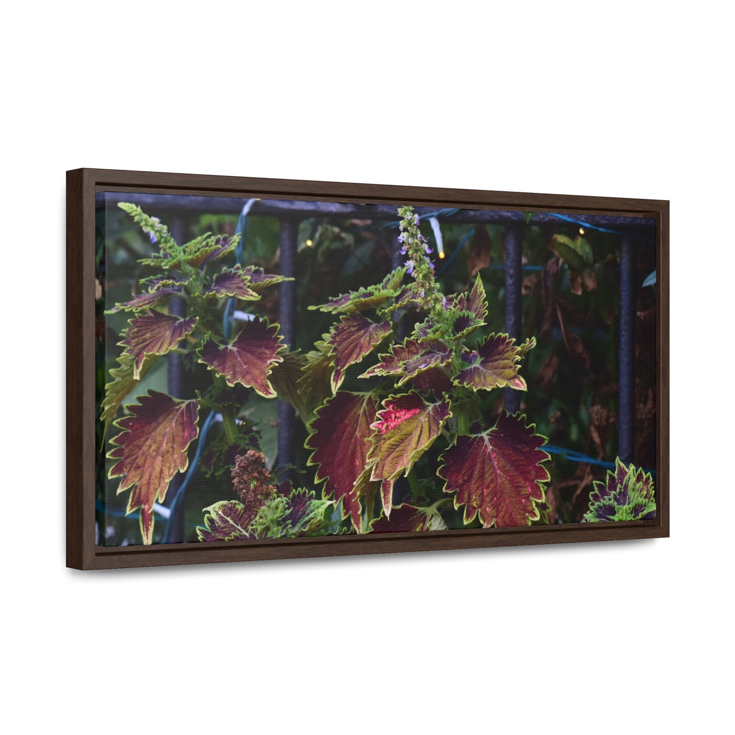 Coleus Framed Canvas Wraps