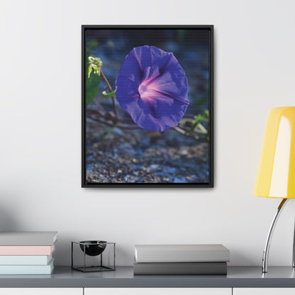 Morning Glory (Genus Ipomoea) Framed Canvas Wrap