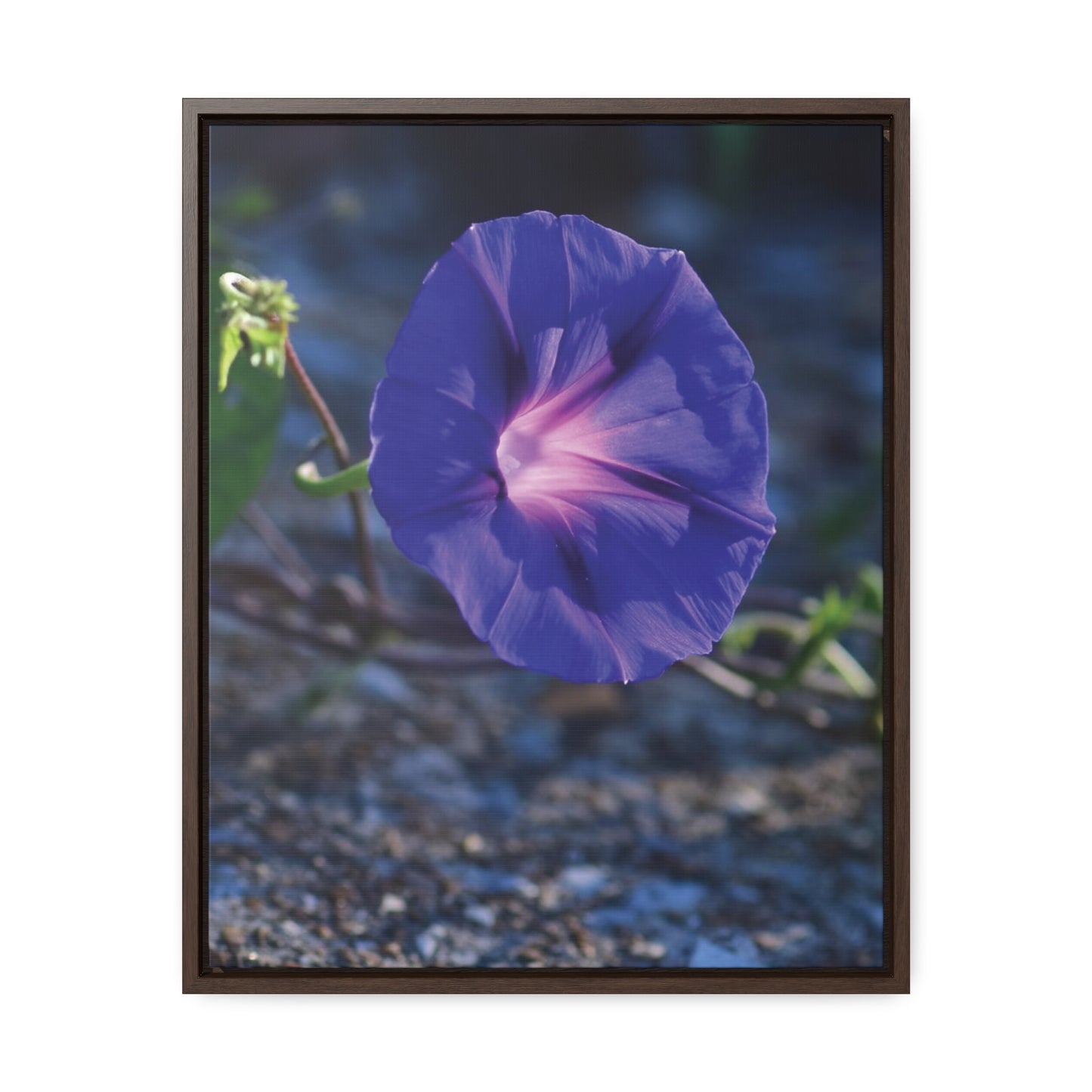 Morning Glory (Genus Ipomoea) Framed Canvas Wrap