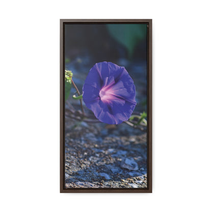 Morning Glory (Genus Ipomoea) Framed Canvas Wrap