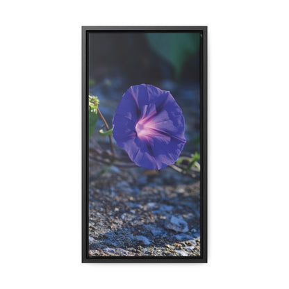 Morning Glory (Genus Ipomoea) Framed Canvas Wrap