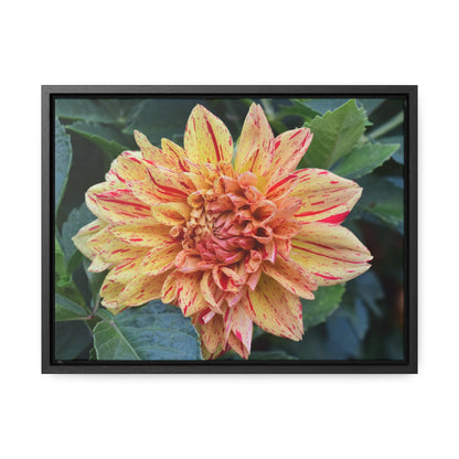 Dahlia (Striped Nagano) Framed Canvas Wraps