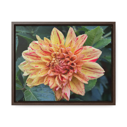 Dahlia (Striped Nagano) Framed Canvas Wraps