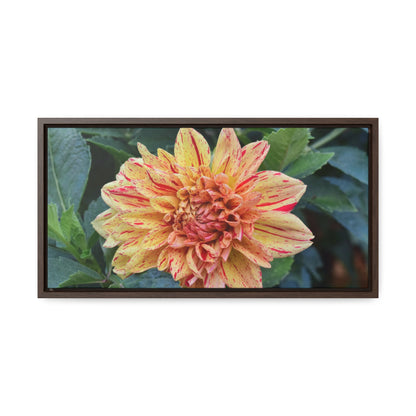 Dahlia (Striped Nagano) Framed Canvas Wraps