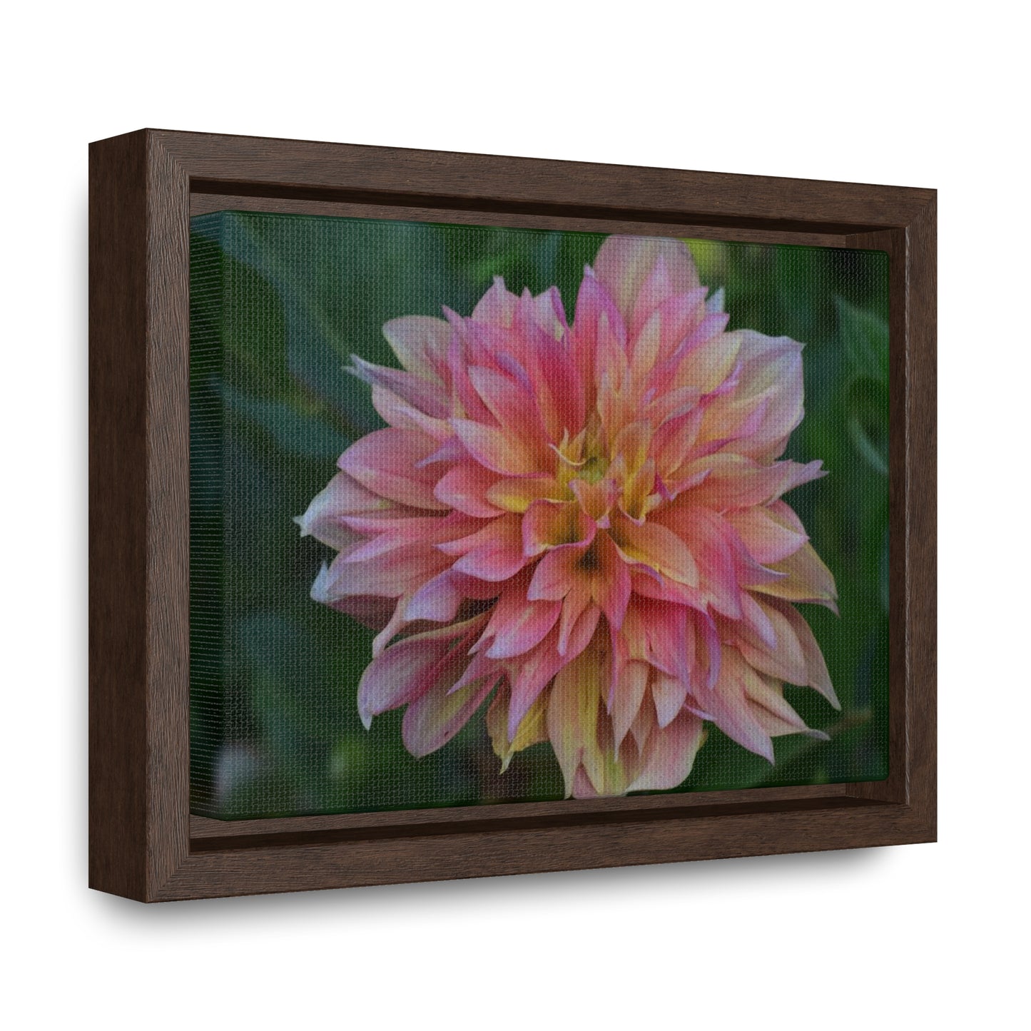 Evanah Dahlia Framed Canvas Wraps