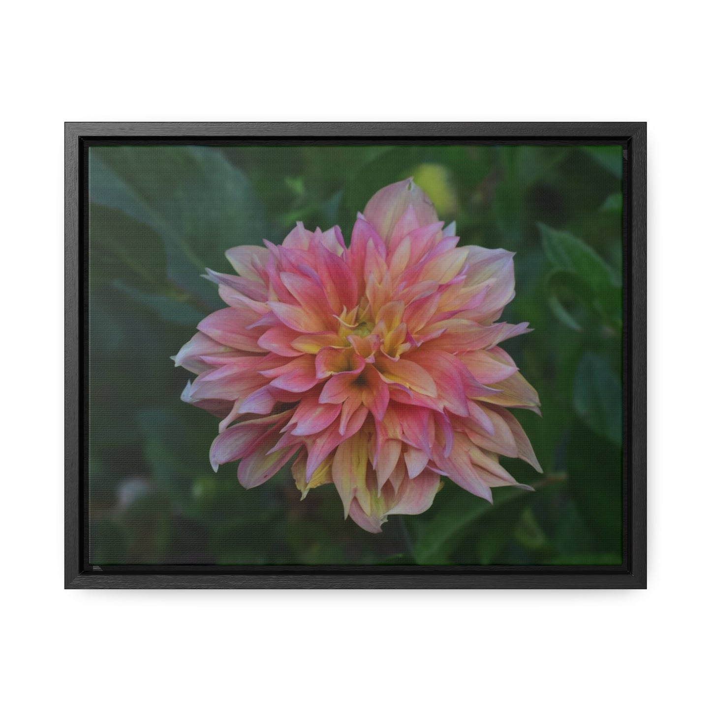 Evanah Dahlia Framed Canvas Wraps