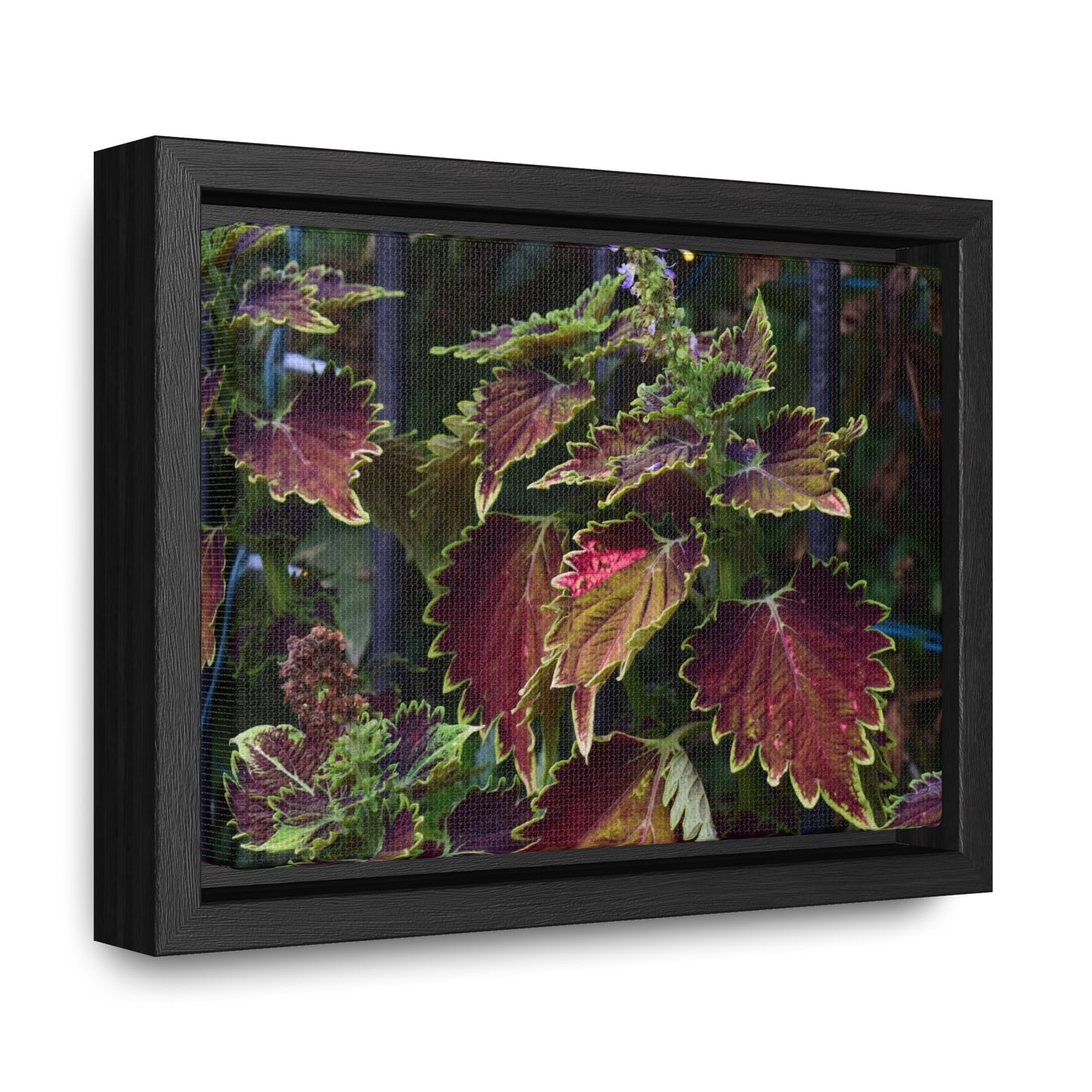 Coleus Framed Canvas Wraps