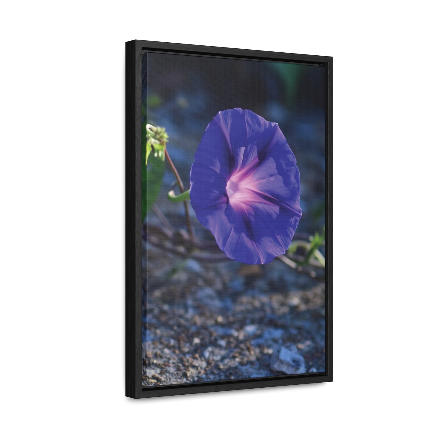 Morning Glory (Genus Ipomoea) Framed Canvas Wrap