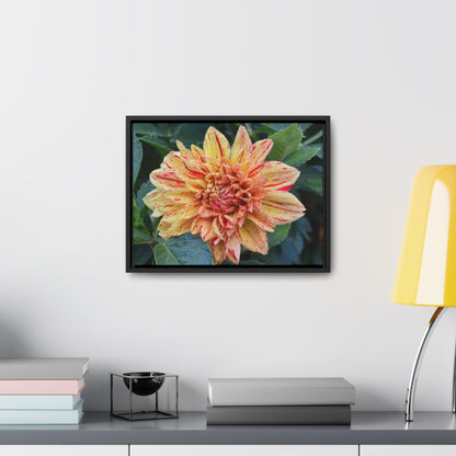 Dahlia (Striped Nagano) Framed Canvas Wraps