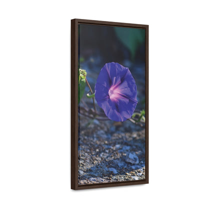 Morning Glory (Genus Ipomoea) Framed Canvas Wrap