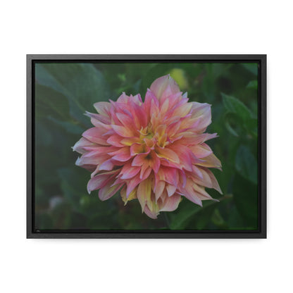 Evanah Dahlia Framed Canvas Wraps