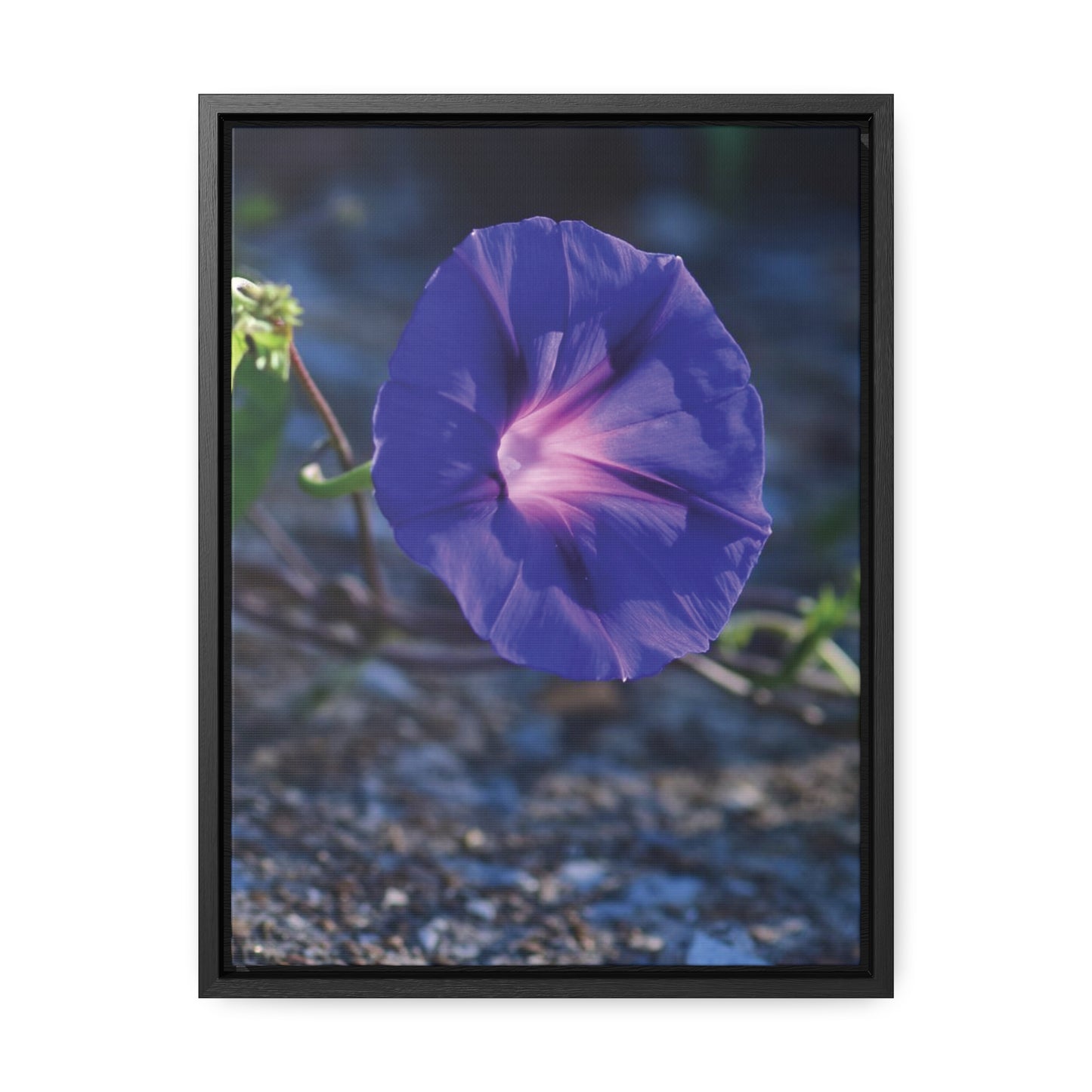 Morning Glory (Genus Ipomoea) Framed Canvas Wrap