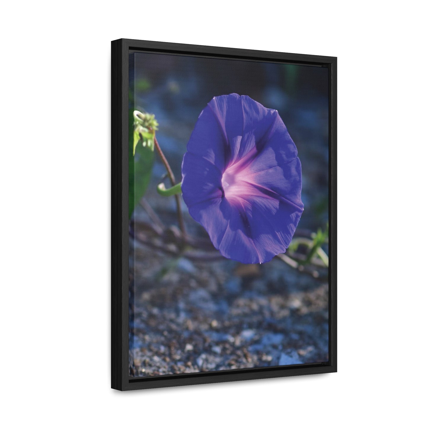 Morning Glory (Genus Ipomoea) Framed Canvas Wrap