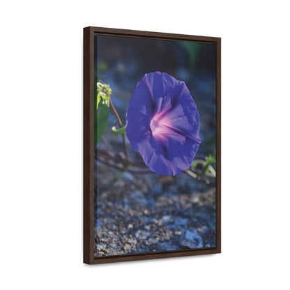 Morning Glory (Genus Ipomoea) Framed Canvas Wrap