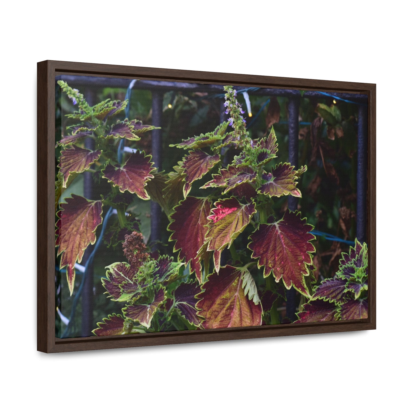 Coleus Framed Canvas Wraps