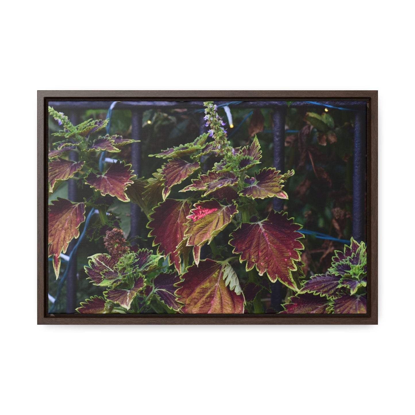 Coleus Framed Canvas Wraps