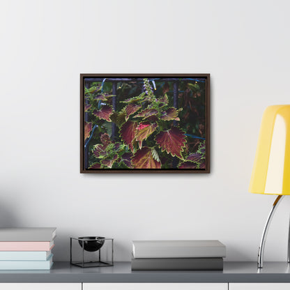 Coleus Framed Canvas Wraps