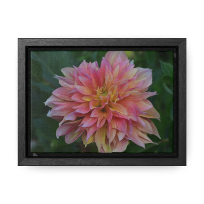 Evanah Dahlia Framed Canvas Wraps