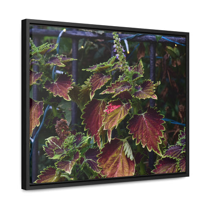 Coleus Framed Canvas Wraps